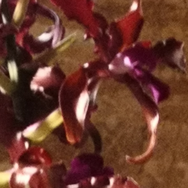 Fontfroide_2022